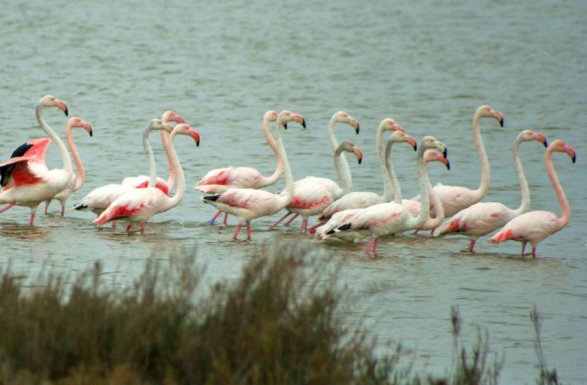 Vendicari Nature reserve is one of the best preserve wet areas of Sicily. visitors can easily admire: flamingos, royal swans, herons, seagulls, cormorans..